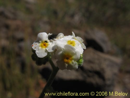 Фотография Cryptantha cynoglossoides (). Щелкните, чтобы увеличить вырез.