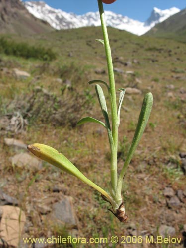 Cryptantha cynoglossoidesの写真