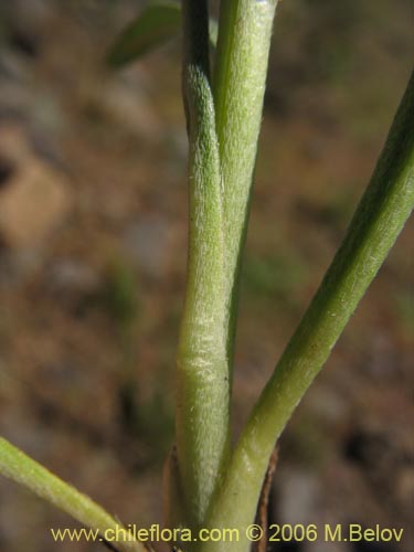 Cryptantha cynoglossoidesの写真