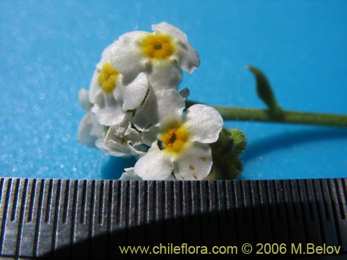 Image of Cryptantha cynoglossoides (). Click to enlarge parts of image.