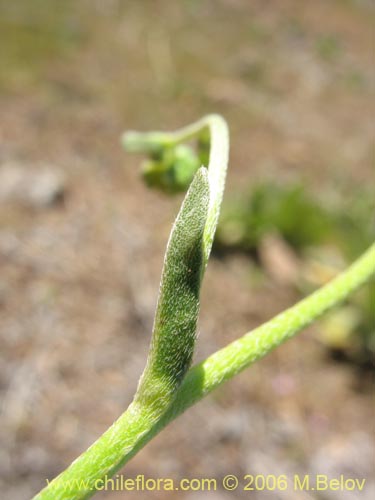 Cryptantha cynoglossoidesの写真