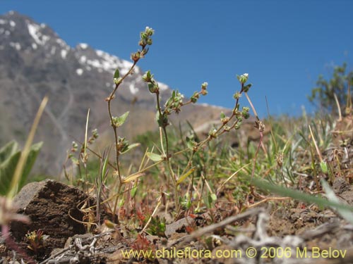 Boraginaceae sp. #1378의 사진