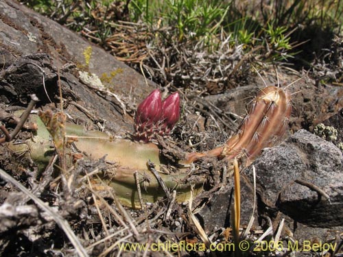 Austrocactus spiniflorus의 사진