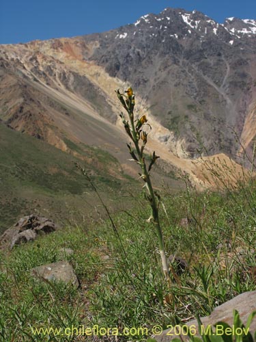 Chloraea disoides var. pictaの写真