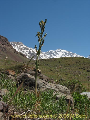 Bild von Chloraea disoides var. picta (). Klicken Sie, um den Ausschnitt zu vergrössern.