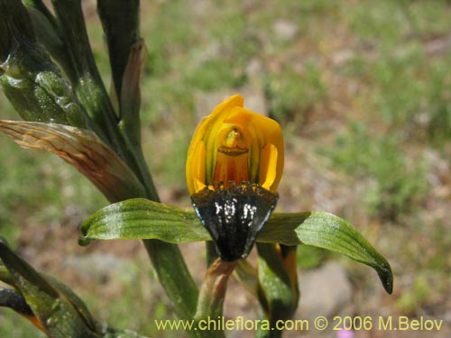 Chloraea disoides var. picta의 사진