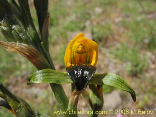 Chloraea disoides var. pictaの写真