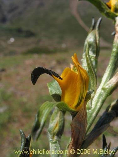 Chloraea disoides var. pictaの写真