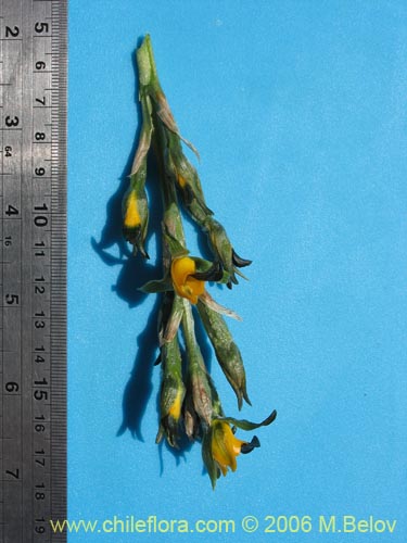 Image of Chloraea disoides var. picta (). Click to enlarge parts of image.