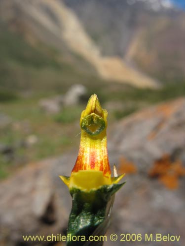 Фотография Chloraea disoides var. picta (). Щелкните, чтобы увеличить вырез.