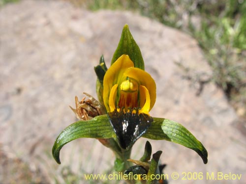 Bild von Chloraea disoides var. picta (). Klicken Sie, um den Ausschnitt zu vergrössern.