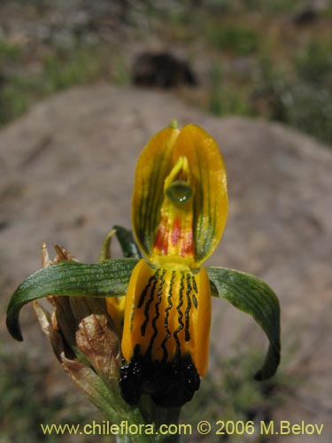 Image of Chloraea disoides var. picta (). Click to enlarge parts of image.