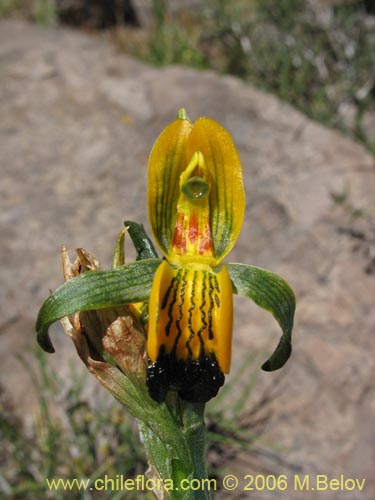 Chloraea disoides var. pictaの写真