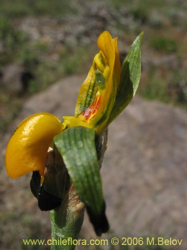 Image of Chloraea disoides var. picta (). Click to enlarge parts of image.