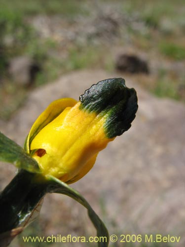 Image of Chloraea disoides var. picta (). Click to enlarge parts of image.