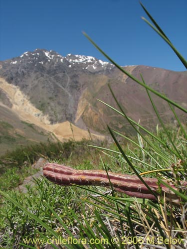 Imágen de Austrocactus spiniflorus (Espinifloro). Haga un clic para aumentar parte de imágen.