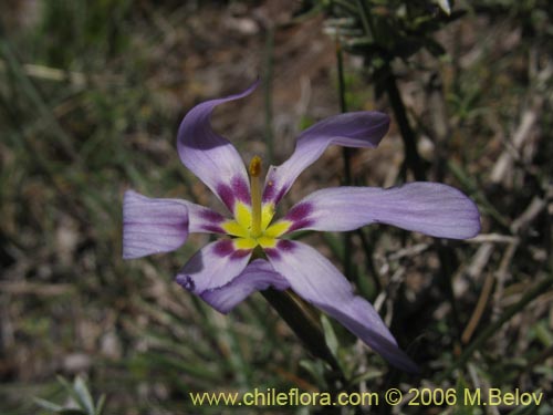 Фотография Solenomelus segethii (Clavelillo azul). Щелкните, чтобы увеличить вырез.