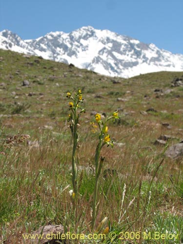 Imágen de Chloraea disoides var. picta (). Haga un clic para aumentar parte de imágen.