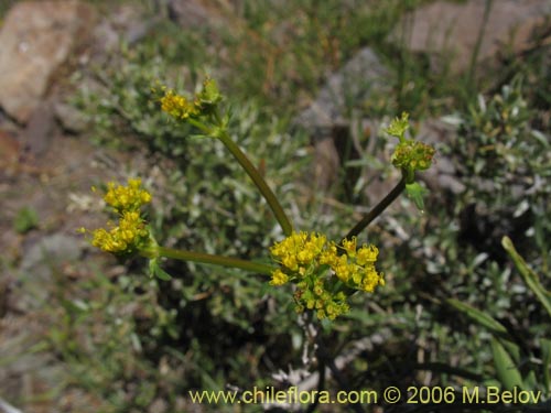 Фотография Sanicula graveolens (Perejil del monte / Asta de cabra). Щелкните, чтобы увеличить вырез.