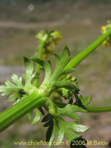 Image of Sanicula graveolens (Perejil del monte / Asta de cabra). Click to enlarge parts of image.