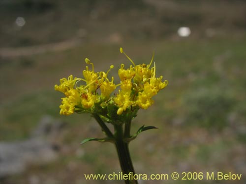 Imágen de Sanicula graveolens (Perejil del monte / Asta de cabra). Haga un clic para aumentar parte de imágen.