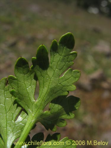 Image of Sanicula graveolens (Perejil del monte / Asta de cabra). Click to enlarge parts of image.