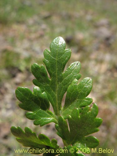 Imágen de Sanicula graveolens (Perejil del monte / Asta de cabra). Haga un clic para aumentar parte de imágen.