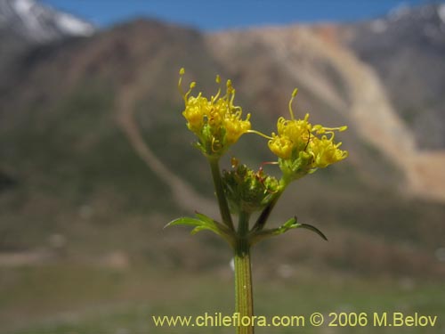 Image of Sanicula graveolens (Perejil del monte / Asta de cabra). Click to enlarge parts of image.