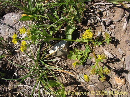 Image of Sanicula graveolens (Perejil del monte / Asta de cabra). Click to enlarge parts of image.