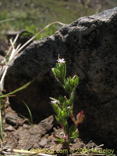 Фотография Microsteris gracilis (Rueda chica). Щелкните, чтобы увеличить вырез.