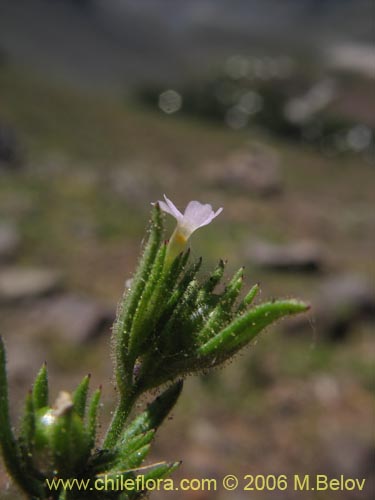 Image of Microsteris gracilis (Rueda chica). Click to enlarge parts of image.