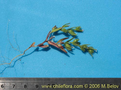 Фотография Microsteris gracilis (Rueda chica). Щелкните, чтобы увеличить вырез.