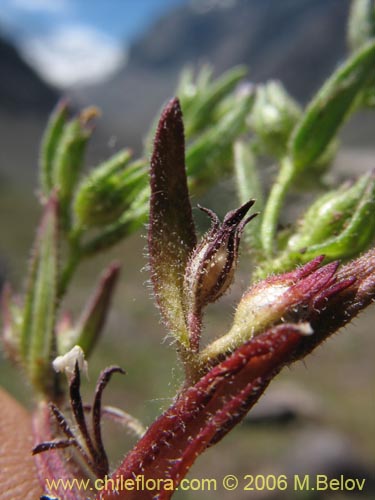 Image of Microsteris gracilis (Rueda chica). Click to enlarge parts of image.