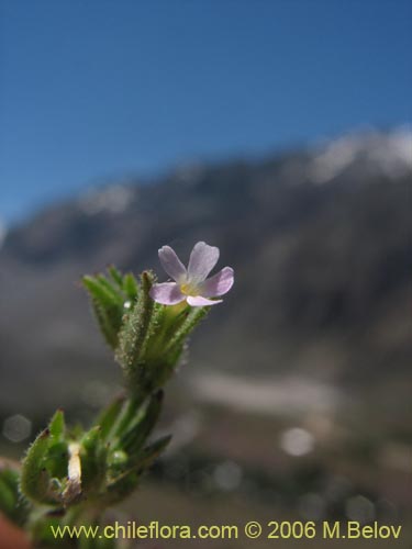 Bild von Microsteris gracilis (Rueda chica). Klicken Sie, um den Ausschnitt zu vergrössern.