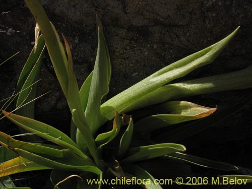 Image of Chloraea alpina (). Click to enlarge parts of image.