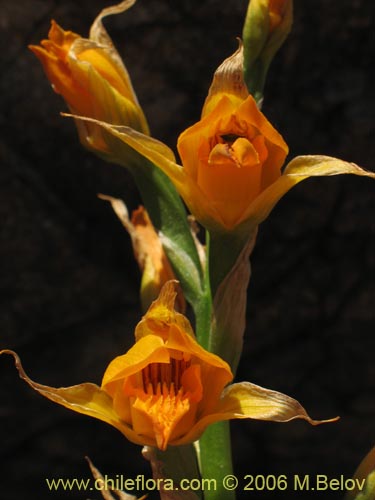Bild von Chloraea alpina (). Klicken Sie, um den Ausschnitt zu vergrössern.
