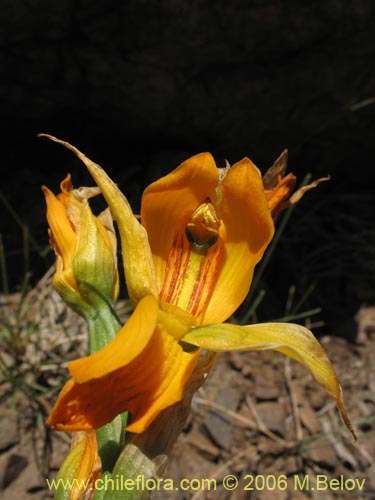 Image of Chloraea alpina (). Click to enlarge parts of image.