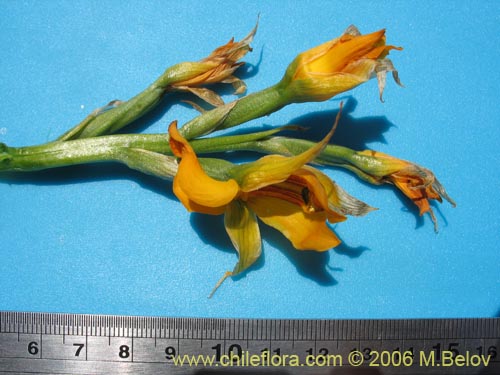 Image of Chloraea alpina (). Click to enlarge parts of image.