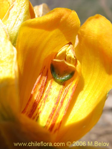 Image of Chloraea alpina (). Click to enlarge parts of image.