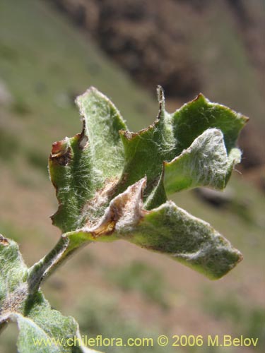 Imágen de Leucheria sp. #1645 (). Haga un clic para aumentar parte de imágen.