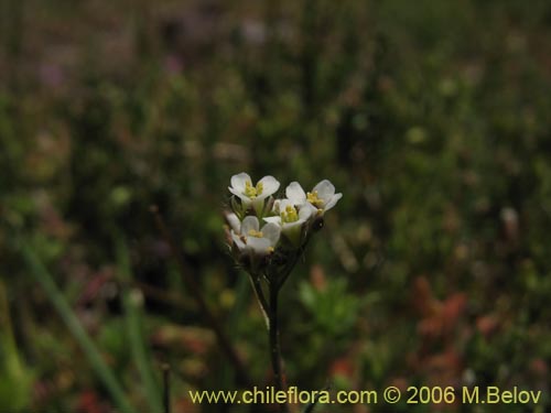 Bild von Brassicaceae sp. #3068 (). Klicken Sie, um den Ausschnitt zu vergrössern.