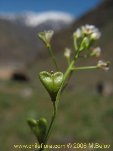 Brassicaceae sp. #3068的照片