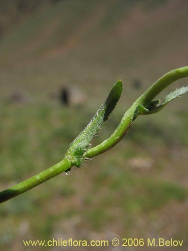 Brassicaceae sp. #3068的照片