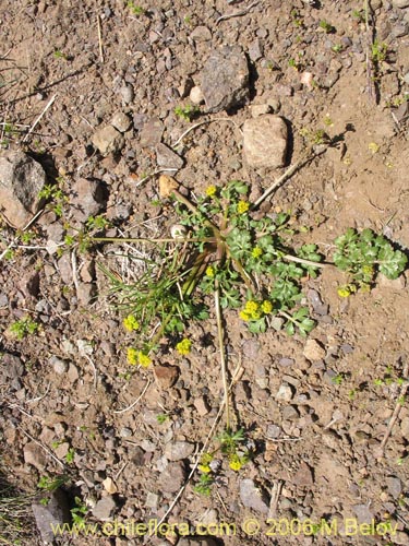 Imágen de Sanicula graveolens (Perejil del monte / Asta de cabra). Haga un clic para aumentar parte de imágen.