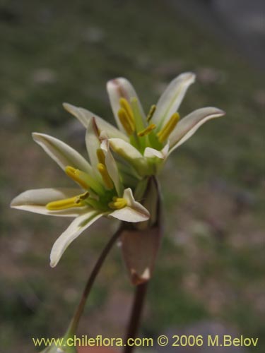 Bild von Zoellnerallium andinum (Cebollín). Klicken Sie, um den Ausschnitt zu vergrössern.