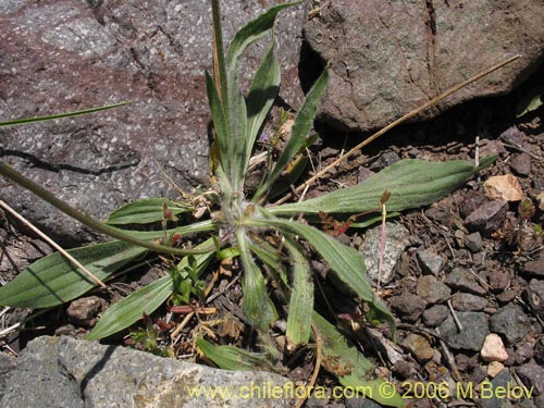 Plantago lanceolata的照片