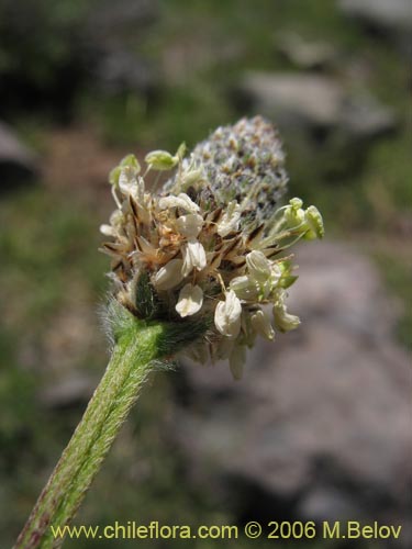 Imágen de Plantago lanceolata (Llantén / Llantén menor). Haga un clic para aumentar parte de imágen.