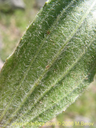 Bild von Plantago lanceolata (Llantén / Llantén menor). Klicken Sie, um den Ausschnitt zu vergrössern.