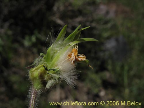 Imágen de Planta no identificada sp. #1396 (). Haga un clic para aumentar parte de imágen.