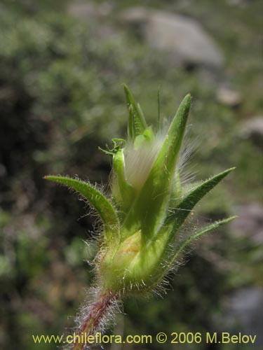 Image of Unidentified Plant sp. #1396 (). Click to enlarge parts of image.